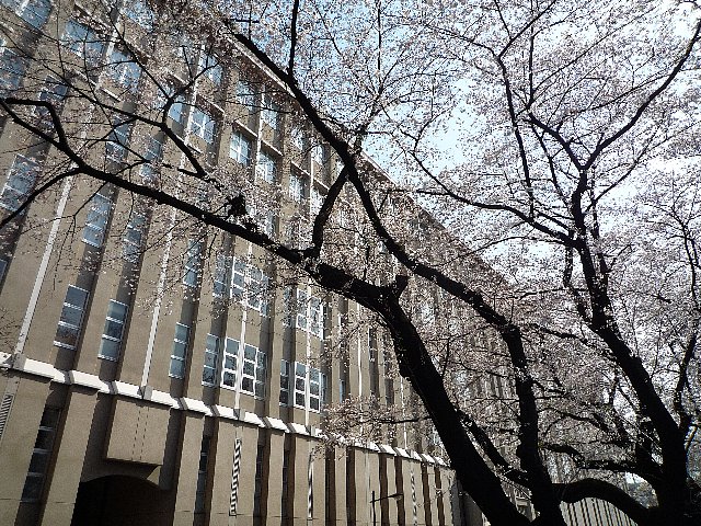 桜と学校